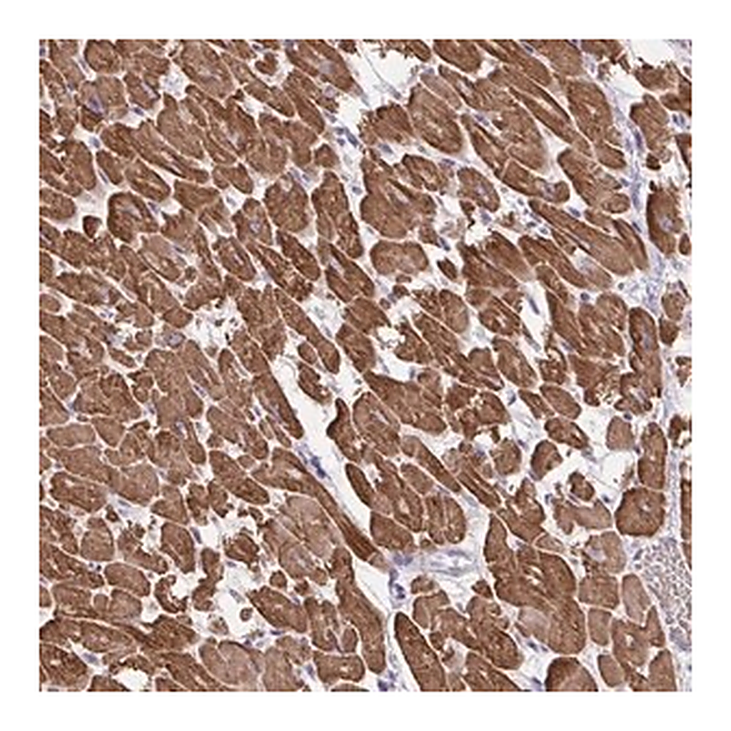 Merck Anti-KIAA1161 antibody produced in rabbit