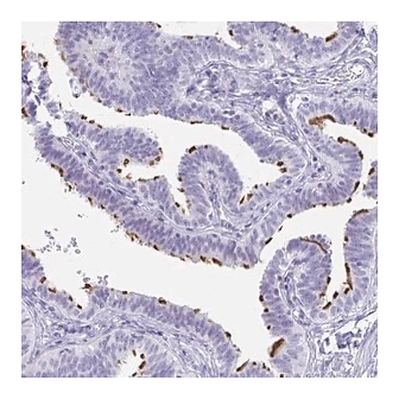 Merck Anti-C4orf17 antibody produced in rabbit