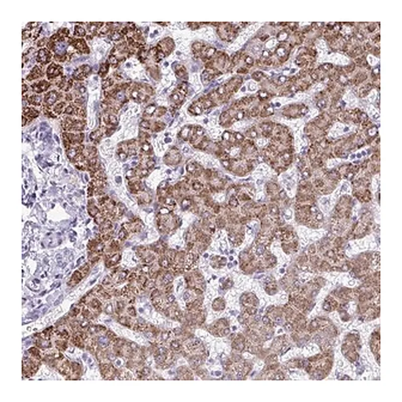 Merck Anti-ANKRD60 antibody produced in rabbit