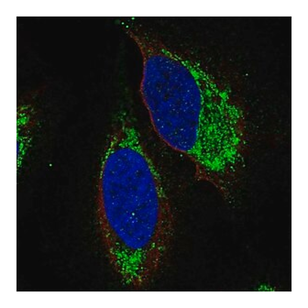 Merck Anti-S1PR4 antibody produced in rabbit