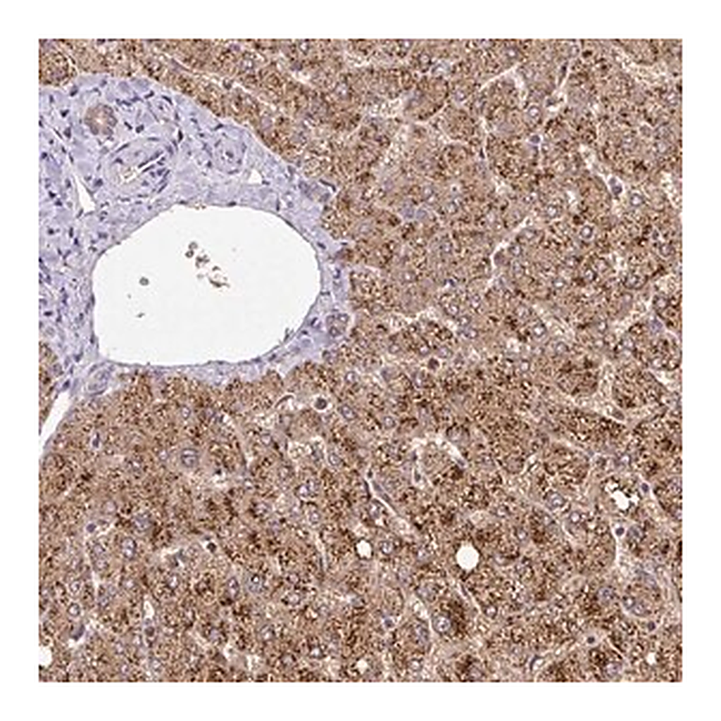 Merck Anti-GK antibody produced in rabbit