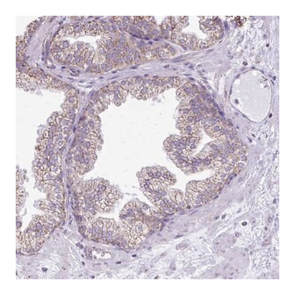 Merck Anti-MPZL2 antibody produced in rabbit