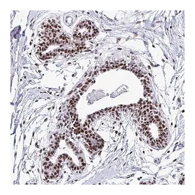 Merck Anti-PELP1 antibody produced in rabbit