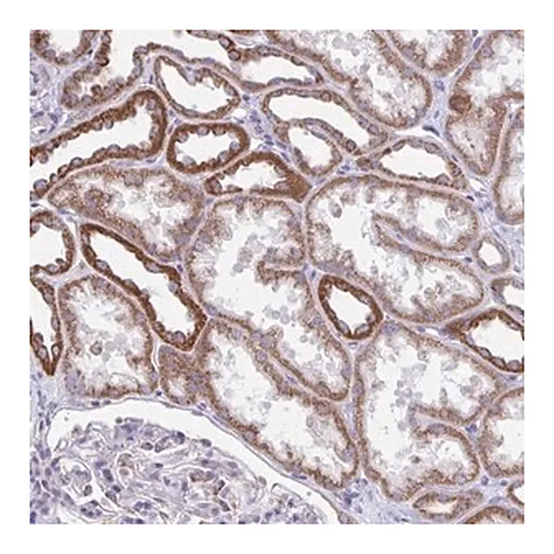 Merck Anti-LINGO4 antibody produced in rabbit