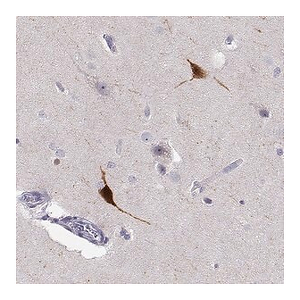 Merck Anti-YJEFN3 antibody produced in rabbit