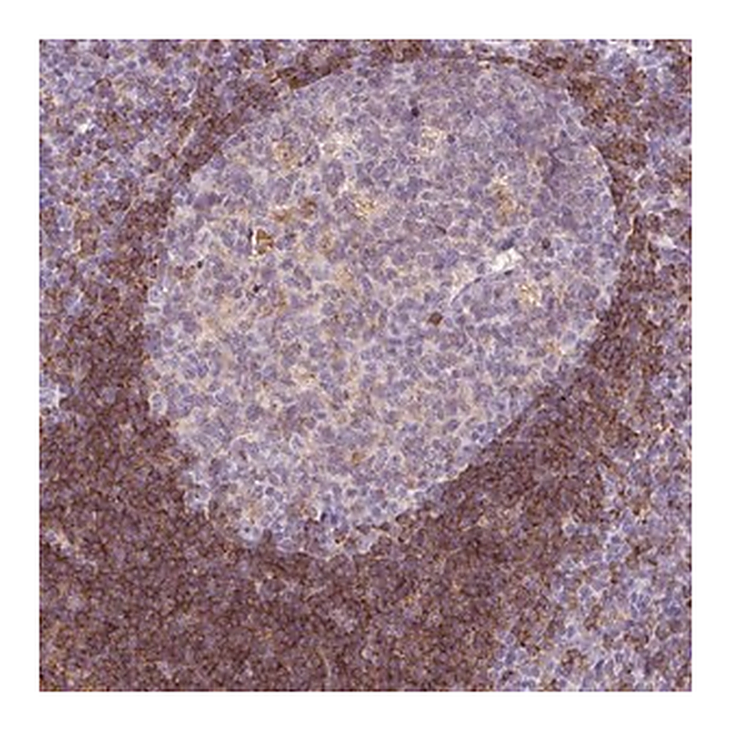 Merck Anti-LY86 antibody produced in rabbit
