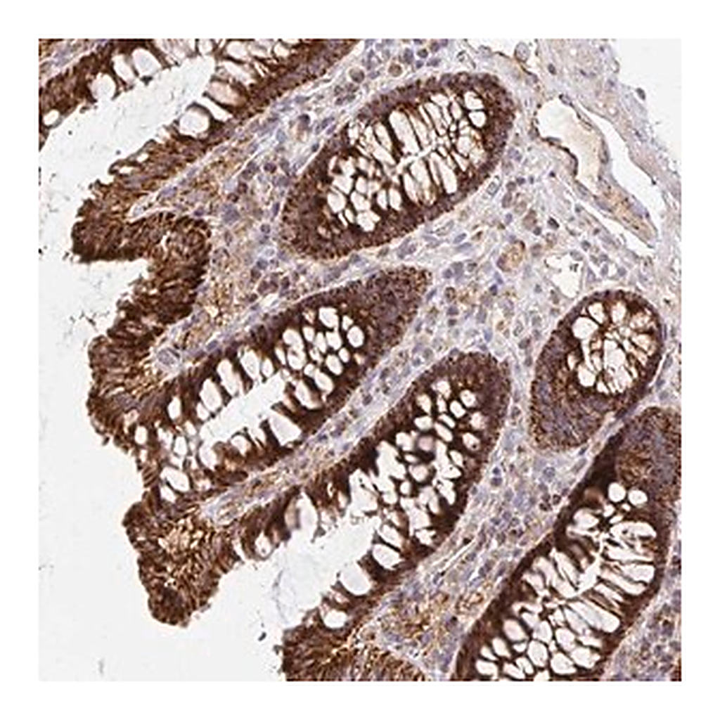 Merck Anti-MRPL13 antibody produced in rabbit
