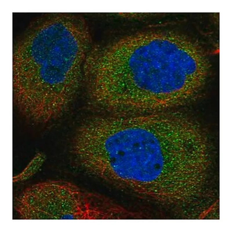 Merck Anti-ANKMY2 antibody produced in rabbit