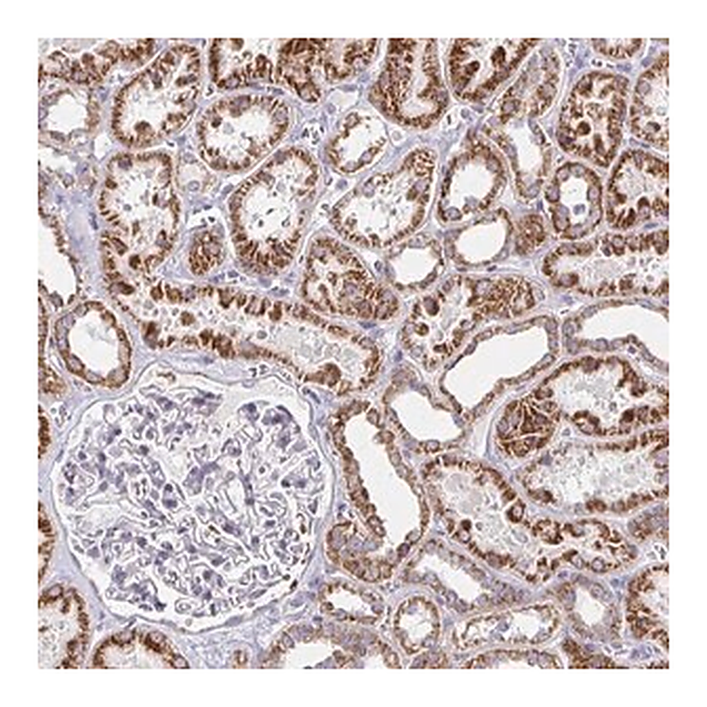 Merck Anti-EXOC5 antibody produced in rabbit