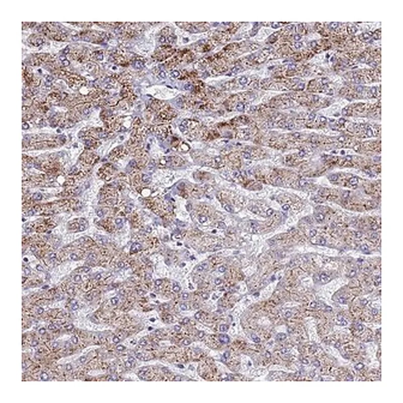 Merck Anti-ATPAF1 antibody produced in rabbit