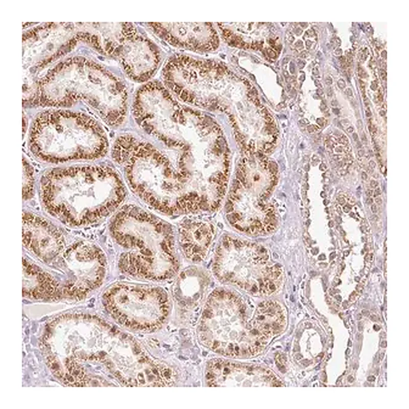 Merck Anti-FSTL3 antibody produced in rabbit
