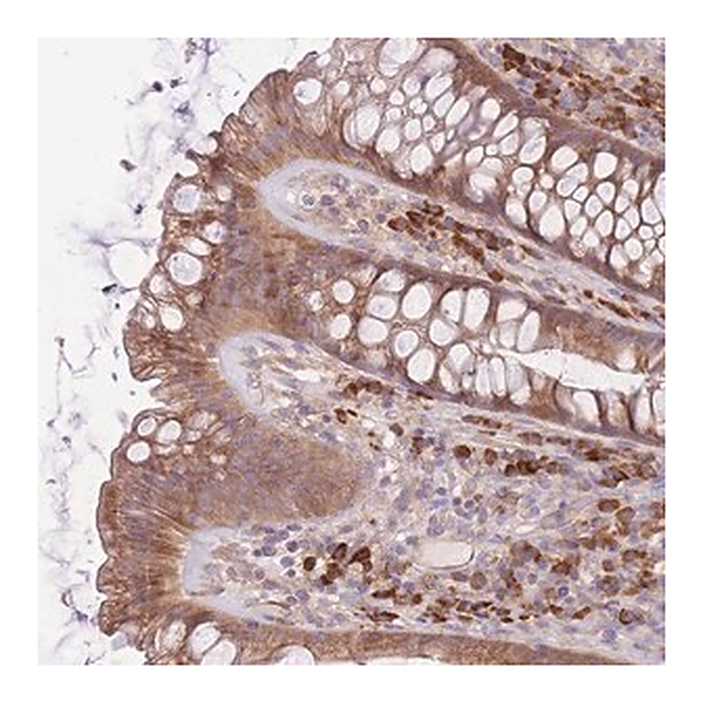 Merck Anti-BEX2 antibody produced in rabbit