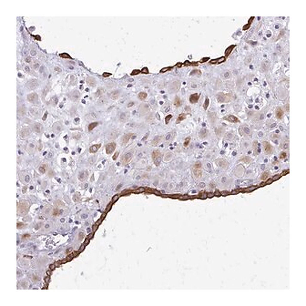 Merck Anti-EPYC antibody produced in rabbit