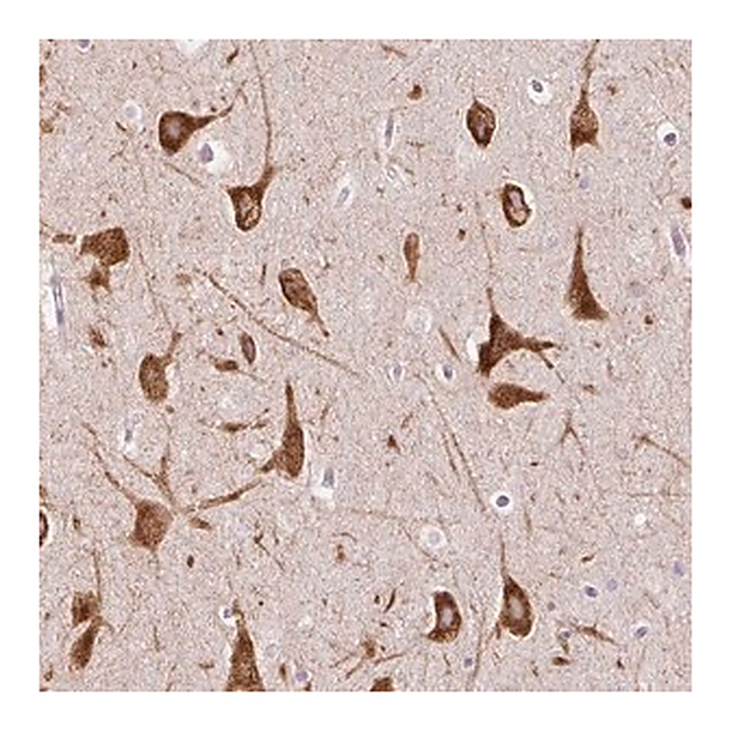 Merck Anti-FMC1 antibody produced in rabbit