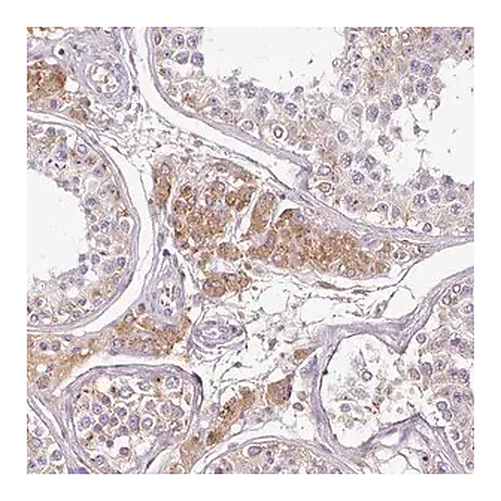Merck Anti-CAB39L antibody produced in rabbit