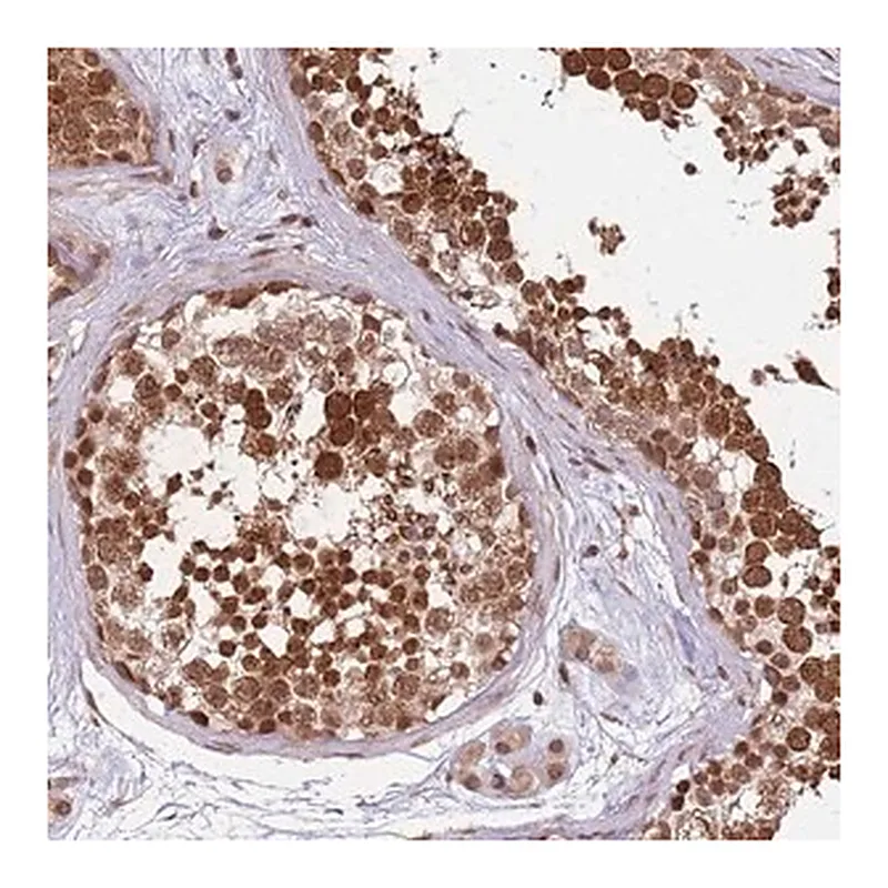 Merck Anti-CEP170 antibody produced in rabbit