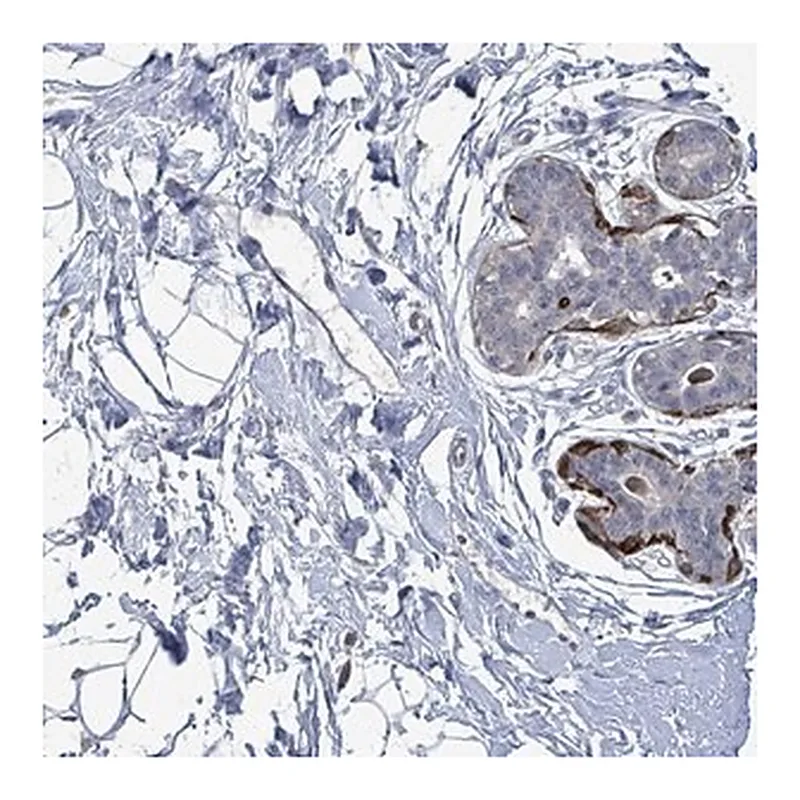 Merck Anti-TMEM182 antibody produced in rabbit