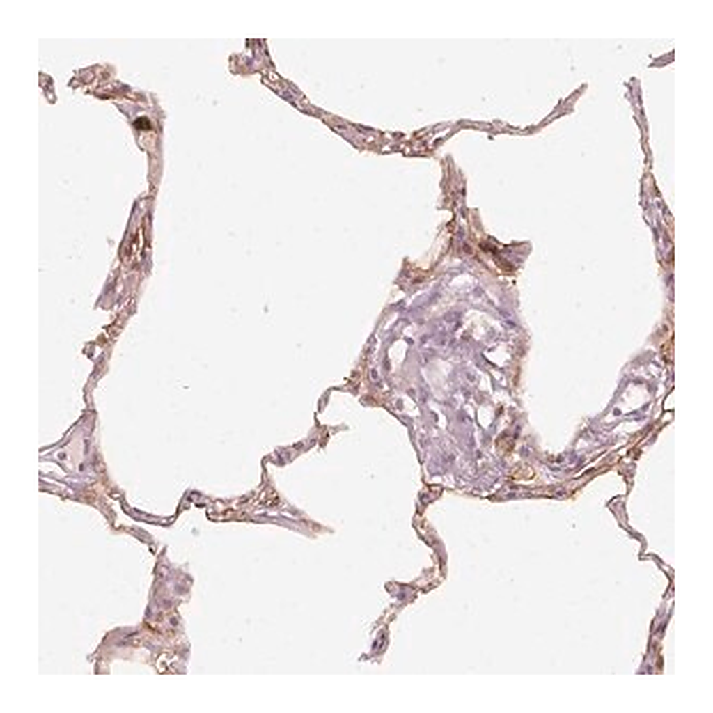 Merck Anti-DAPP1 antibody produced in rabbit