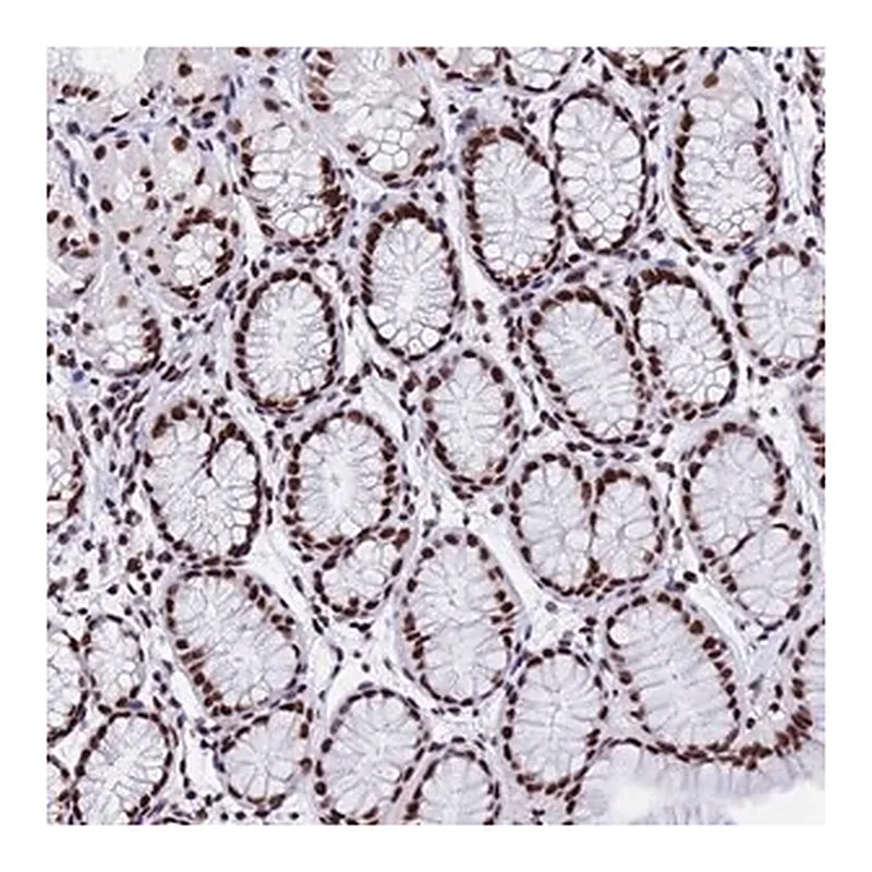 Merck Anti-SNRPA1 antibody produced in rabbit