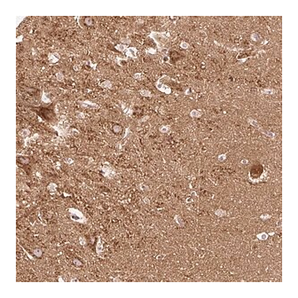 Merck Anti-NAPA antibody produced in rabbit
