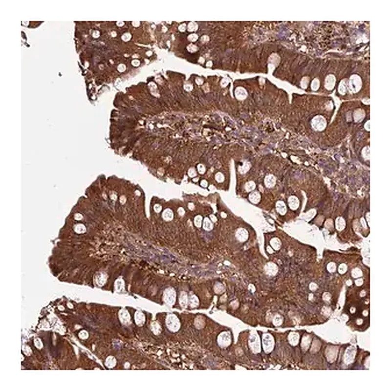 Merck Anti-GRTP1 antibody produced in rabbit
