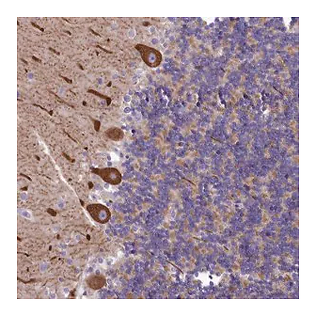 Merck Anti-SMPD4 antibody produced in rabbit