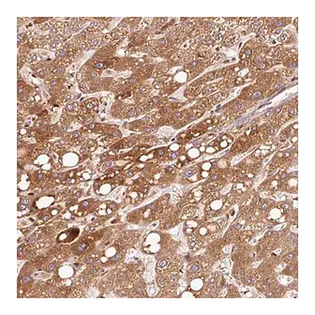 Merck Anti-PGLYRP2 antibody produced in rabbit