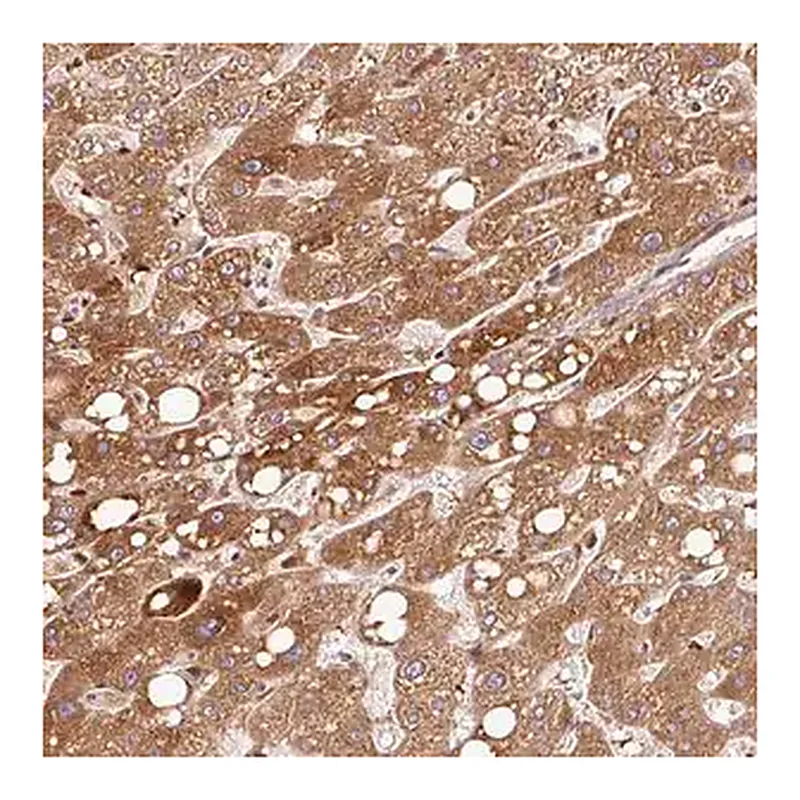 Merck Anti-PGLYRP2 antibody produced in rabbit