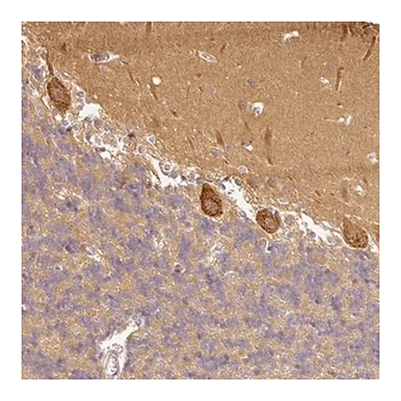 Merck Anti-ANKRD18A antibody produced in rabbit