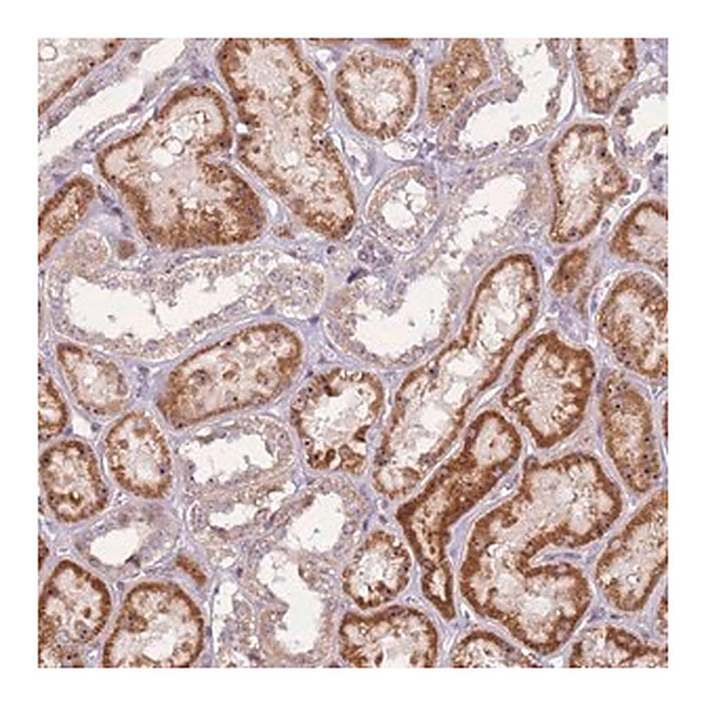 Merck Anti-UCMA antibody produced in rabbit
