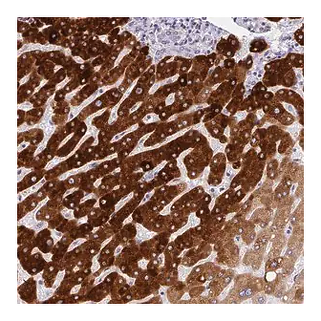 Merck Anti-CYP2A13 antibody produced in rabbit