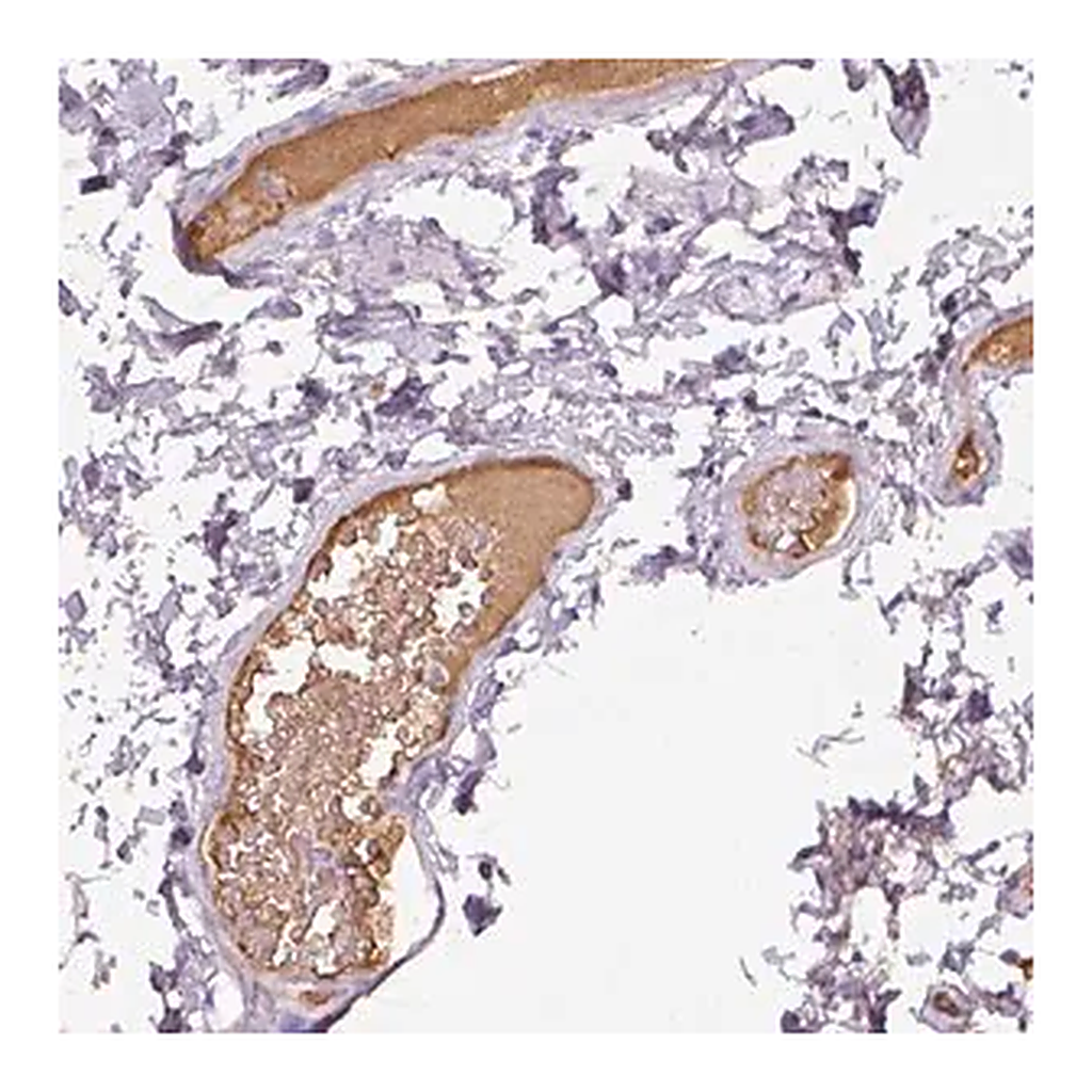 Merck Anti-APOA1 antibody produced in rabbit
