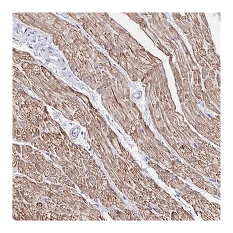 Merck Anti-RHOBTB2 antibody produced in rabbit