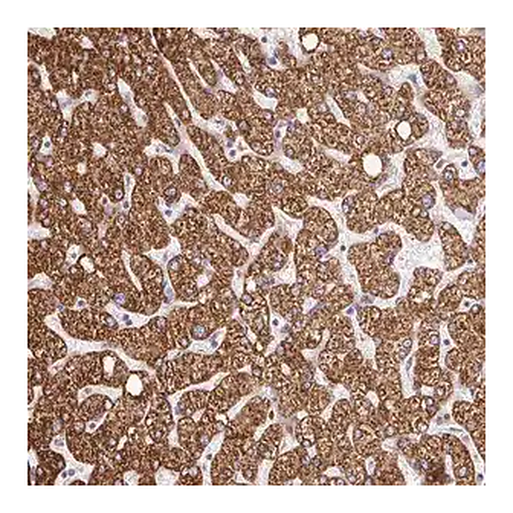 Merck Anti-RHEBL1 antibody produced in rabbit
