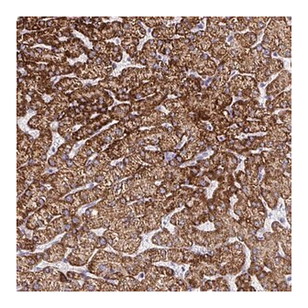 Merck Anti-ATP5C1 antibody produced in rabbit