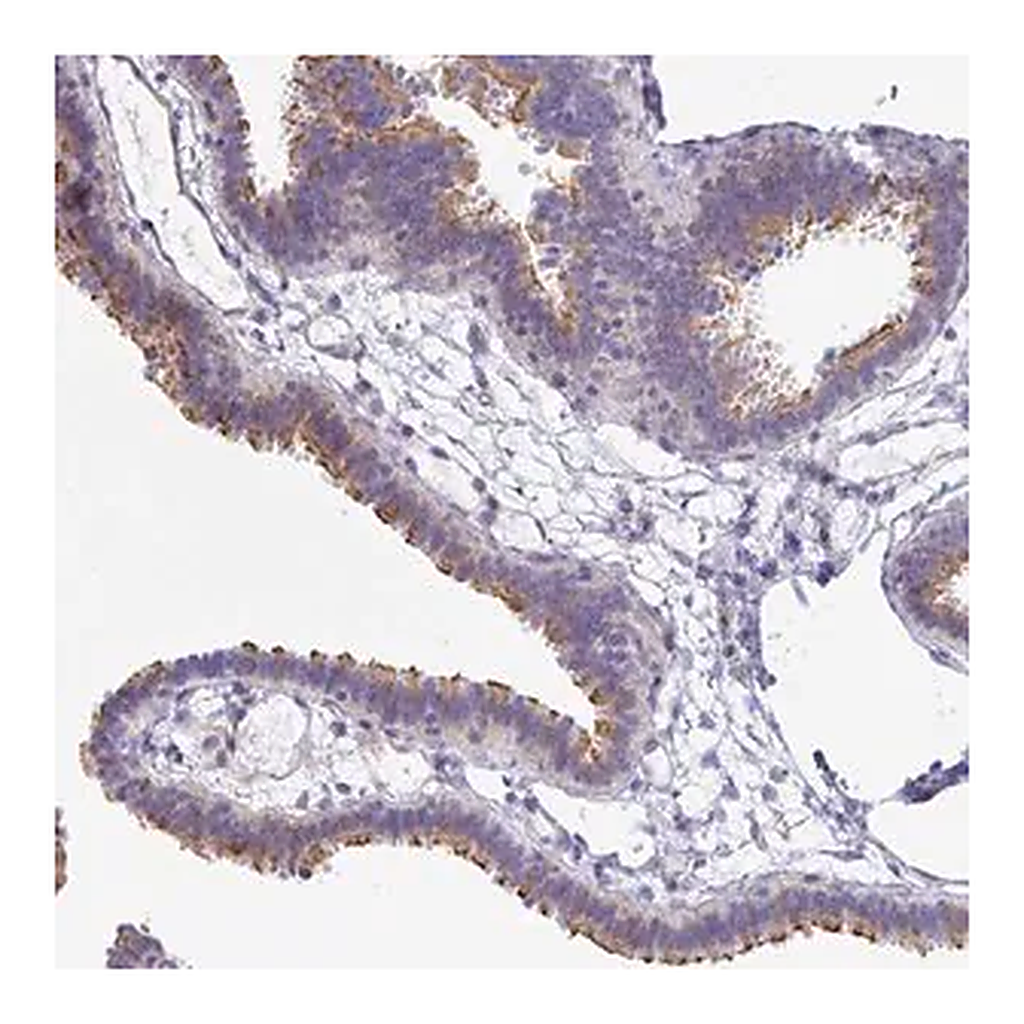Merck Anti-PINLYP antibody produced in rabbit