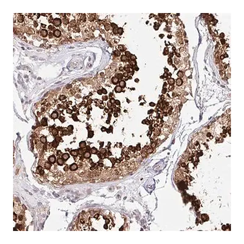 Merck Anti-HPS1 antibody produced in rabbit