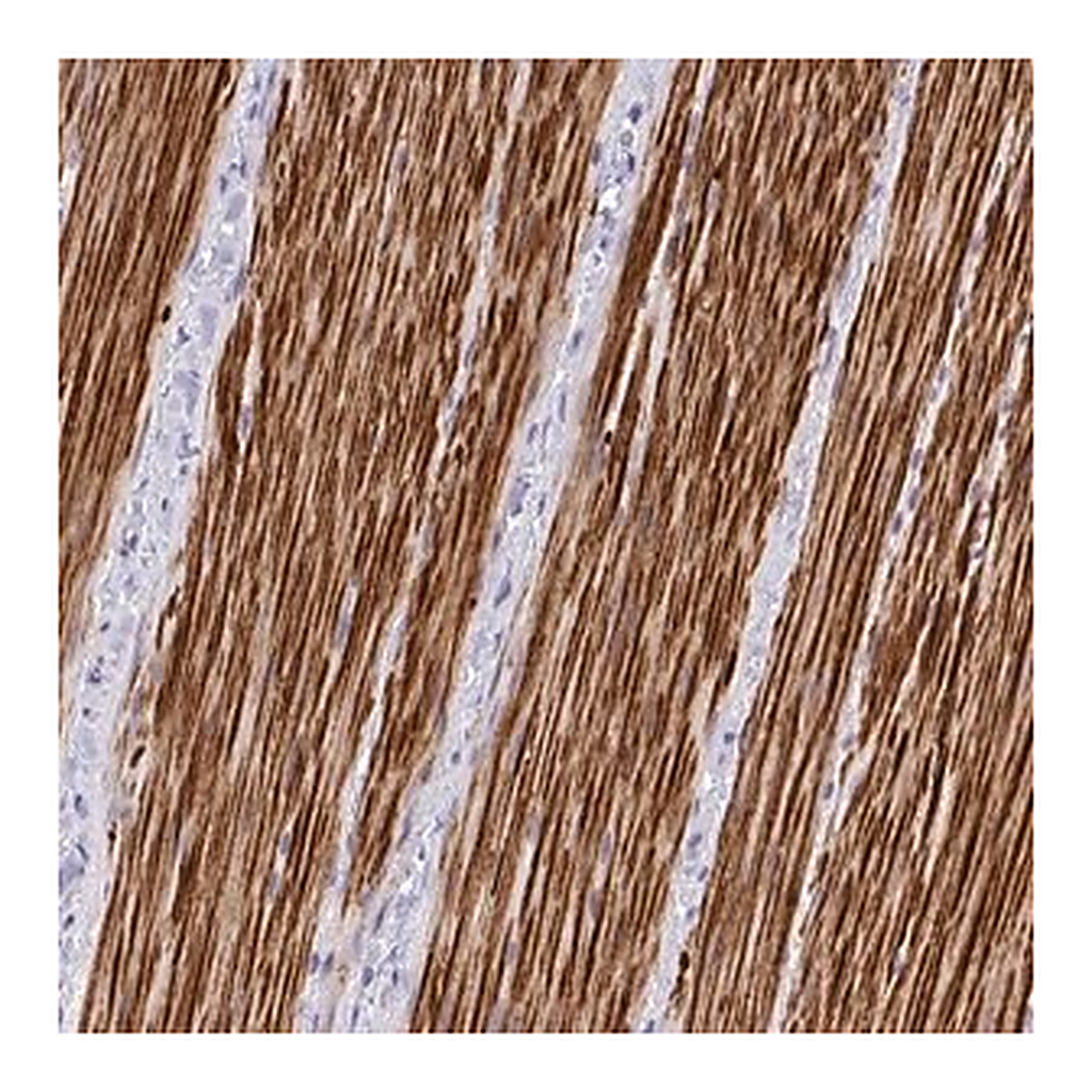 Merck Anti-C19orf68 antibody produced in rabbit