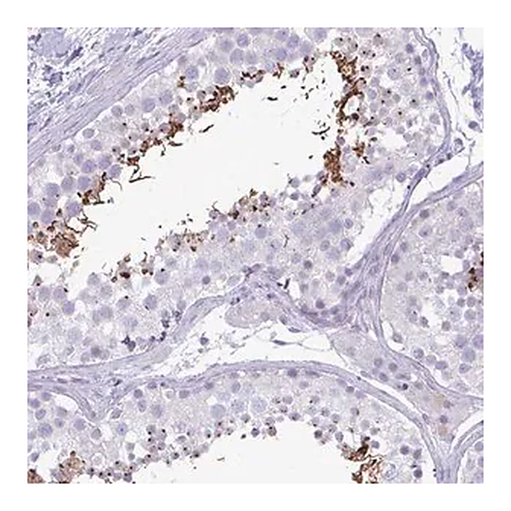 Merck Anti-C4orf33 antibody produced in rabbit