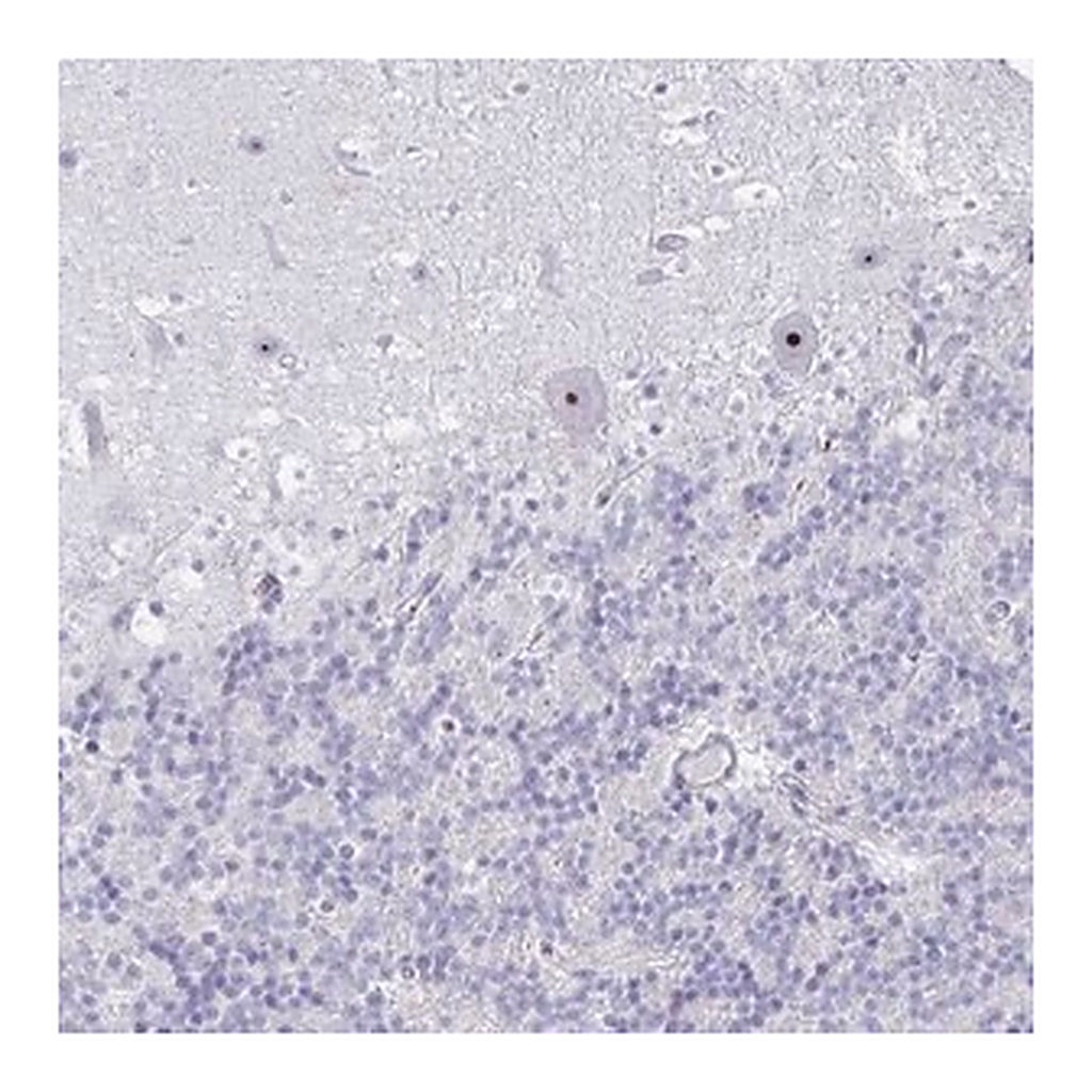Merck Anti-DLK2 antibody produced in rabbit
