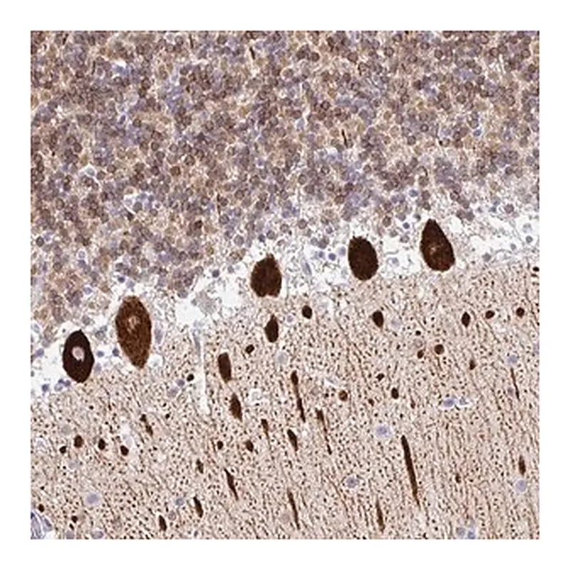 Merck Anti-TP53I11 antibody produced in rabbit