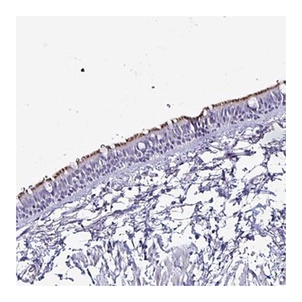 Merck Anti-SMCO1 antibody produced in rabbit