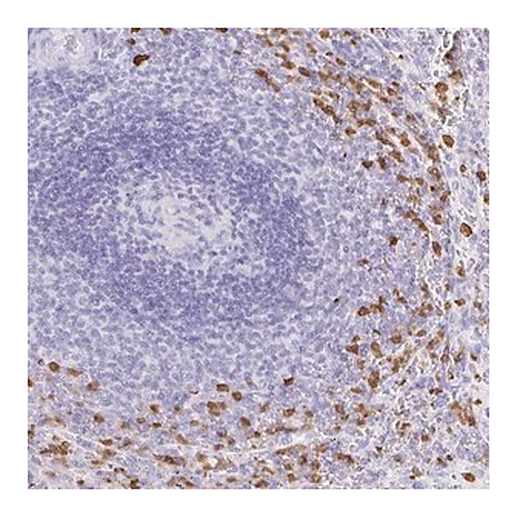 Merck Anti-OR51A7 antibody produced in rabbit