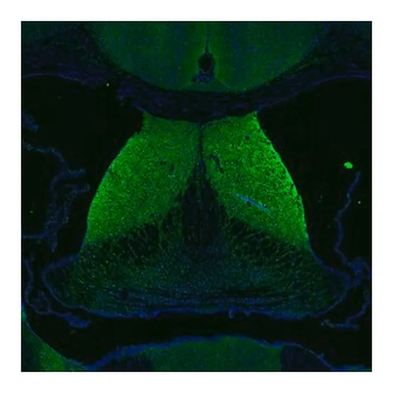 Merck Anti-DAGLA antibody produced in rabbit