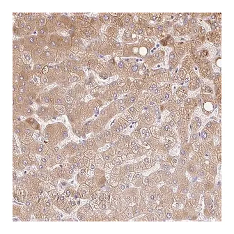 Merck Anti-C14orf178 antibody produced in rabbit