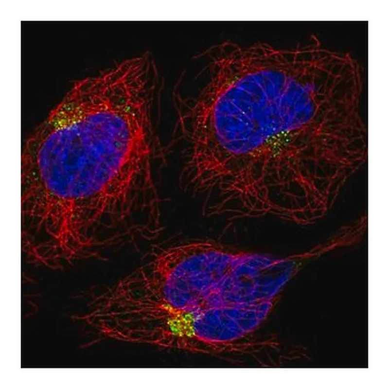 Merck Anti-DENND5A antibody produced in rabbit