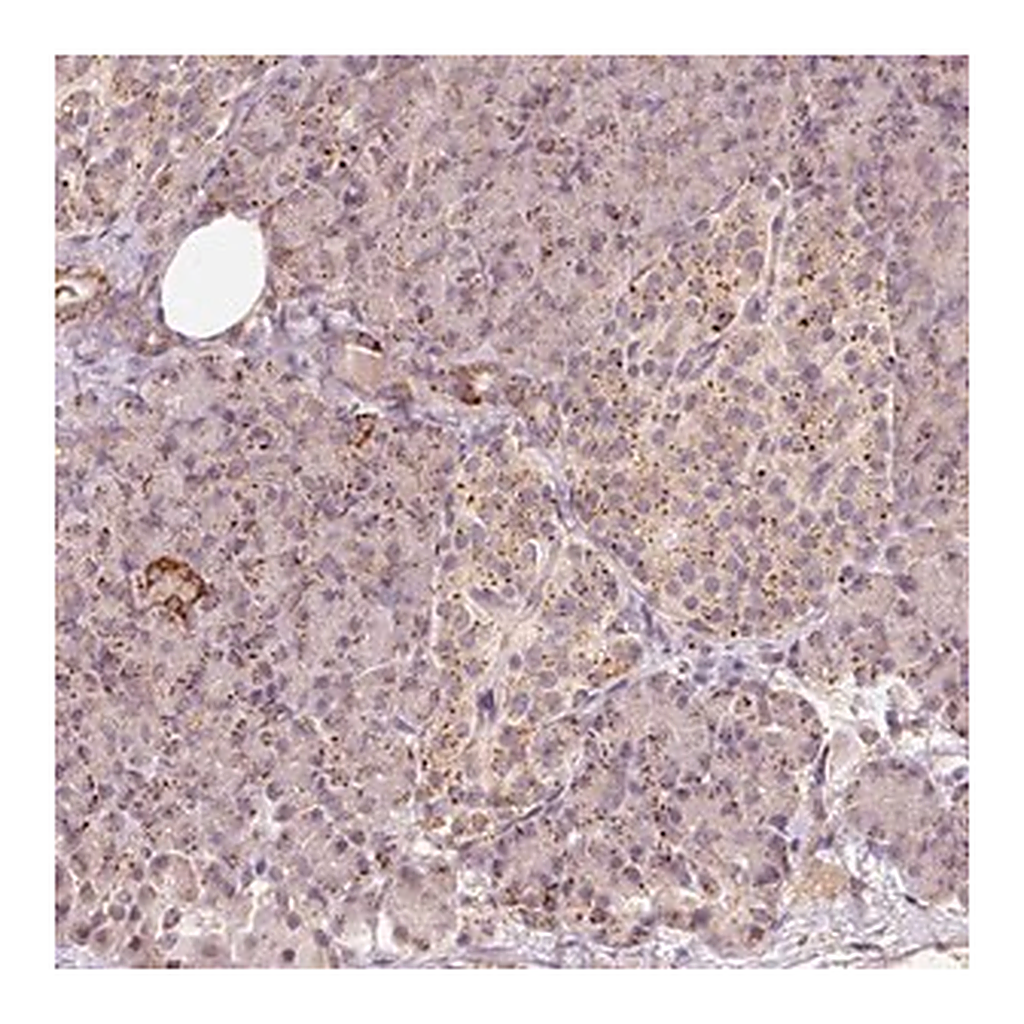 Merck Anti-ZNF460 antibody produced in rabbit