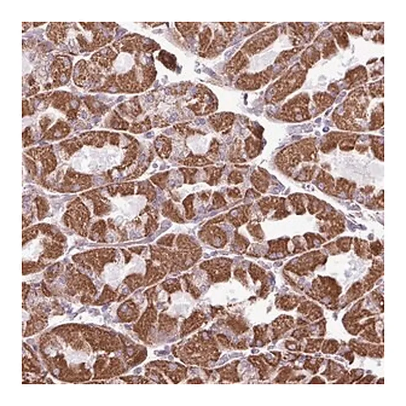 Merck Anti-ZCCHC5 antibody produced in rabbit