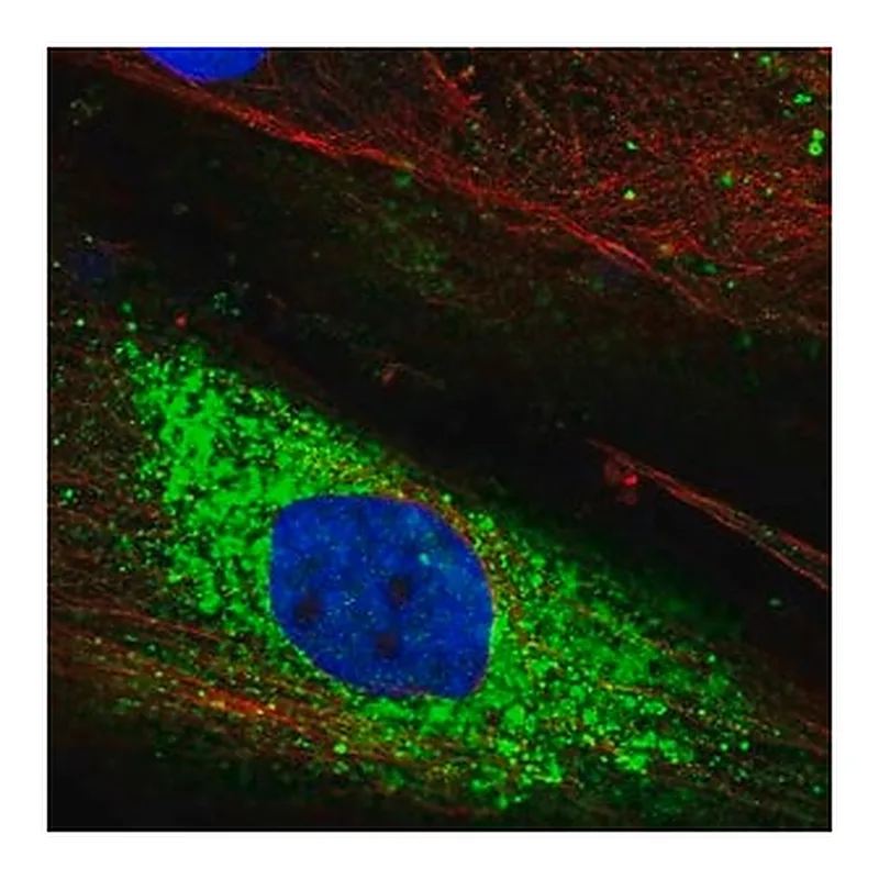 Merck Anti-PTPRQ antibody produced in rabbit