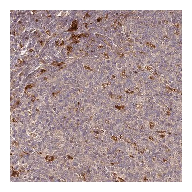 Merck Anti-TRIM14 antibody produced in rabbit
